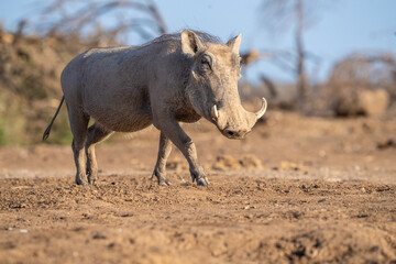 A single warthog walking through the dry landscape of Botswana. 