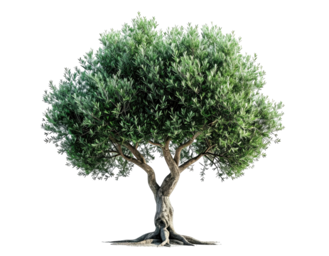 Isolated olive tree with lush green leaves, sturdy trunk, and a black background