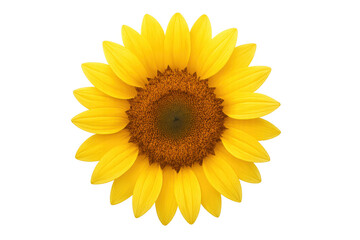 Fototapeta premium Sunflower head showing petals and seeds, bright yellow bloom, isolated on a transparent background, summer nature flora