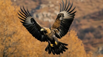 Obraz premium Golden Eagle in Flight Majestic Bird Soaring Over Autumnal Landscape - Wildlife Photography