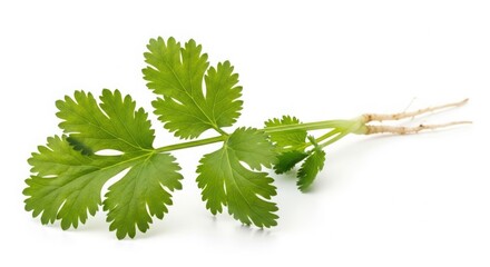Fototapeta premium Fresh cilantro leaves green herb culinary ingredient food photography isolated on white background