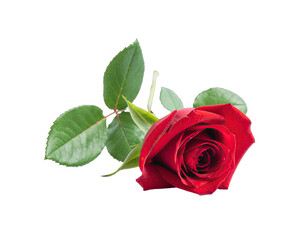 A Single Red Rose With Water Droplets And Green Leaves Isolated On Black Background Soft Lighting Romantic Symbol Of Love Natural Beauty Detailed Petals