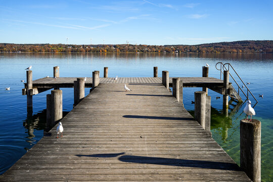 Black-headed gulls (Chroicocephalus ridibundus) with winter plumage on a wooden swimming platform at Lake Starnberg with a view across the calm water on a bright, sunny day in autumn