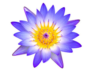 Close-up of a vivid purple and yellow water lily, isolated on black