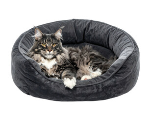 A fluffy cat rests in a soft, grey bed, looking directly at the viewer