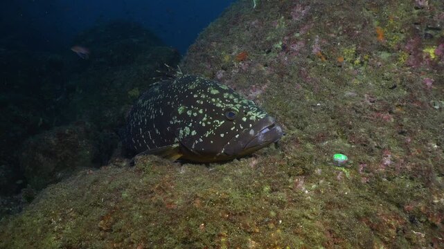 Mero grouper resting on reef underwater in Spain