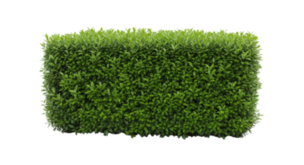 Rectangular Green Boxwood Hedge Isolated On Transparent Background