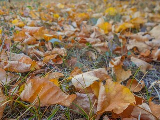 Fallen autumn leaves on the ground
