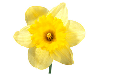 Bright yellow daffodil flower showcasing delicate petals, vibrant trumpet center, natural botanical beauty, spring floral symbol and decorative element, isolated on transparent background, PNG.