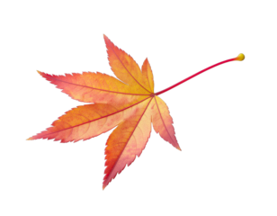 Autumn Maple Leaf With Water Droplets And Red Stem Isolated On Black Background Detailed Texture Macro Shot