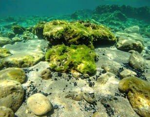 Underwater scene; rocks, sand, green algae, clear water