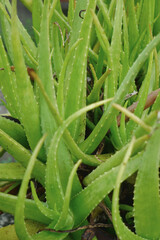 Fototapeta premium Aloe vera plant is grown in the garden. It has sharp leaves that resemble needles. It is a medicinal herb that has wound healing properties.