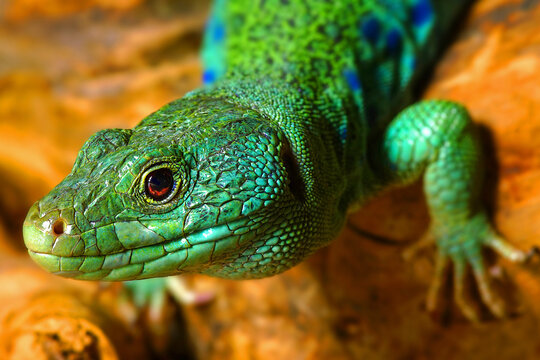 Timon lepidus, Lucertola ocellata, ocellated lizard