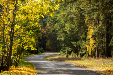 Autumn colors of a forest with a winding asphalt road