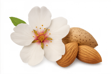 Almond blossom, whole nut, and shelled almonds representing the growth and healthy ingredients of a plant