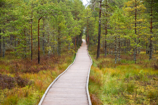 Bog trail walking in autumn. 