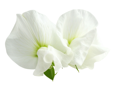 Two delicate white butterfly pea blossoms with intricate veining, isolated on black