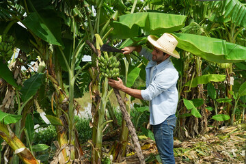 The gardener is working hard to take care of his banana plantation. © YaMo