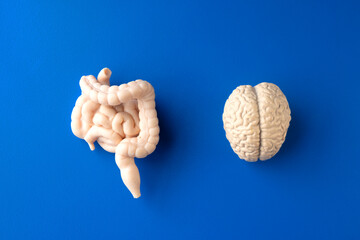 A model of a human brain and intestine on blue background
