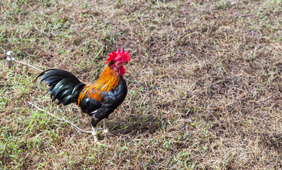 Rooster tied rope in the lawn, Thai rooster, outdoor day light