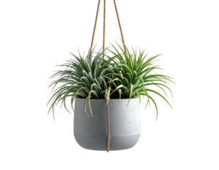 A hanging planter holds green spiky plants against a dark backdrop