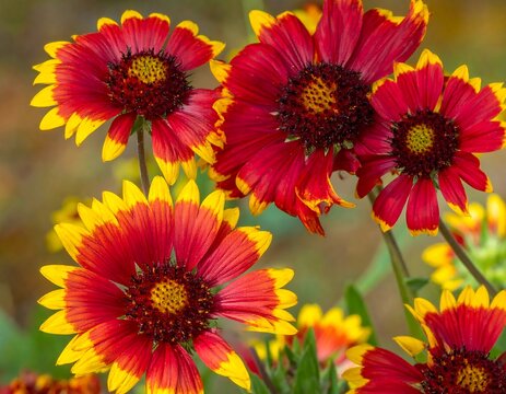 Close-up of vibrant red and yellow flowers blooming outdoors - Powered by Adobe