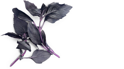 Fresh purple basil leaves showcasing vibrant herbal texture and natural culinary ingredients used in cooking and garnish recipes, isolated on transparent background, PNG.