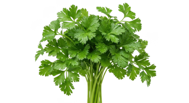 Parsley isolated on transparent background