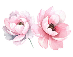 Watercolor illustration of two blooming peonies with soft pink petals and green stem