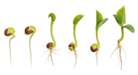 Sequence Of Seed Germination Showing Root And Stem Growth Isolated On Transparent Background