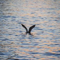 seagull on the water