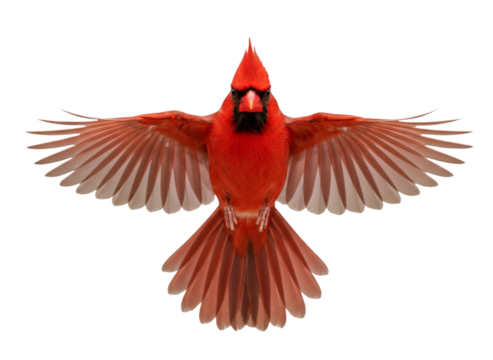 Vibrant Northern Cardinal Gliding Through Air PNG