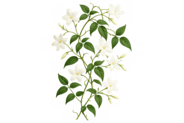 Jasmine vine plant with white flowers blooming, green leaves, and buds, botanical illustration on transparent background