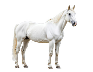 Elegant White Horse Standing Proudly Isolated on a Black Background with Detailed Mane and Tail and Soft Studio Lighting