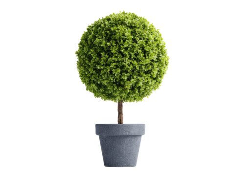 A small, round, leafy plant in a gray pot