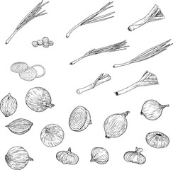 Lettuce and green onions, drawing black and white sketch. Vector illustration. Whole and chopped onion isolated on white background. For labels, cards, stickers, menus, recipes and packaging.