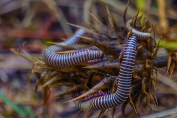 Close up of two millipedes on dry vegetation