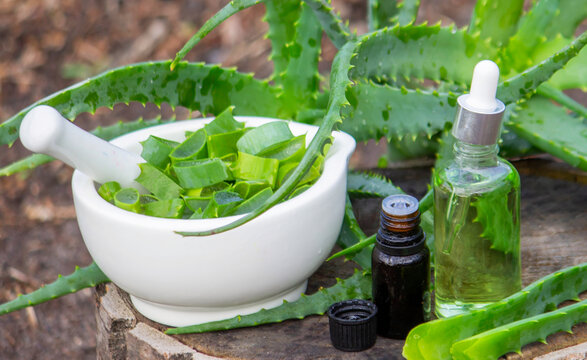 Aloe Vera Home Remedy: Preparation of medicine with leaves in a mortar and essential oil.