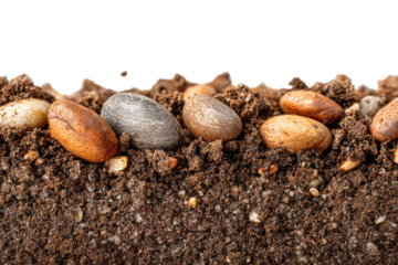 Dark rich soil with large organic seeds or pebbles close-up