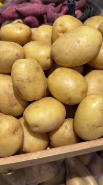 Vertical video of fresh potatoes with earthy skin and natural texture showing organic farm freshness.
