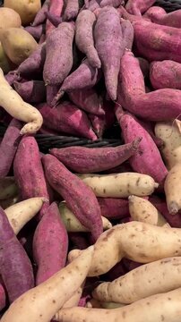 Vertical video of fresh sweet potatoes with reddish skin showing organic farm harvest freshness.
