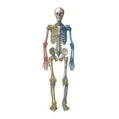 Full Body Human Skeleton with Retro Engraving and Gradient Color Illustration