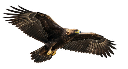 Obraz premium Golden eagle, in flight with wings spread wide showing detailed feathers and yellow talons, cutout, PNG isolated on white or transparent background
