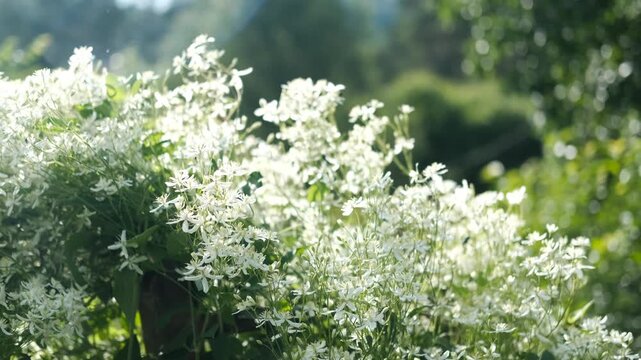 Blooming white clematis in the garden, bathed in the bright summer sun. Clematis, a perennial flowering plant. The beauty of nature.