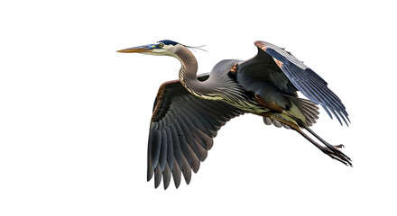 Obraz premium Great Blue Heron, in flight with wings spread wide showing detailed feathers and long legs, cutout, PNG isolated on white or transparent background