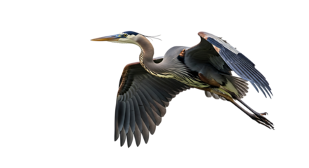 Great Blue Heron, in flight with wings spread wide showing detailed feathers and long legs, cutout, PNG isolated on white or transparent background