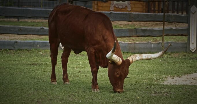 Brown Watussi Cow Grazing with Long Horns in Green Pasture