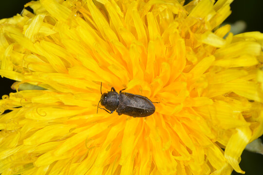 Vierpunktige Kiefernprachtk&auml;fer, Anthaxia quadripunctata
