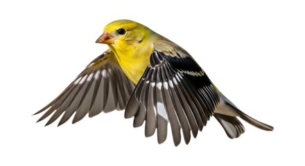 American Goldfinch, in mid-flight with wings spread wide, cutout, PNG isolated on white or transparent background