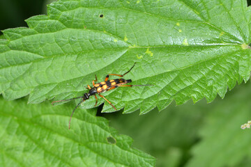Schlanker Schmalbock, Strangalia attenuata